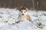 ALASKAN MALAMUTE 306